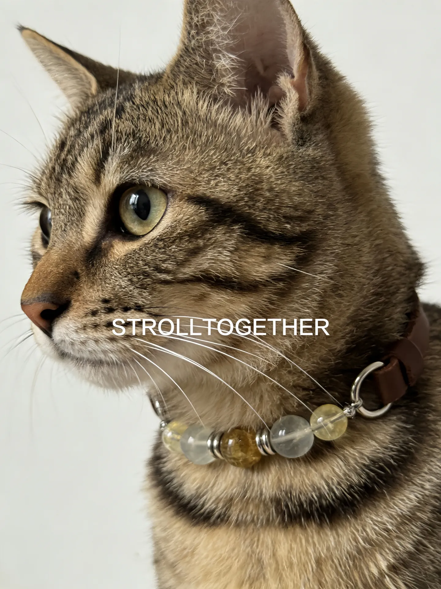 Blue Lace Companion Collar