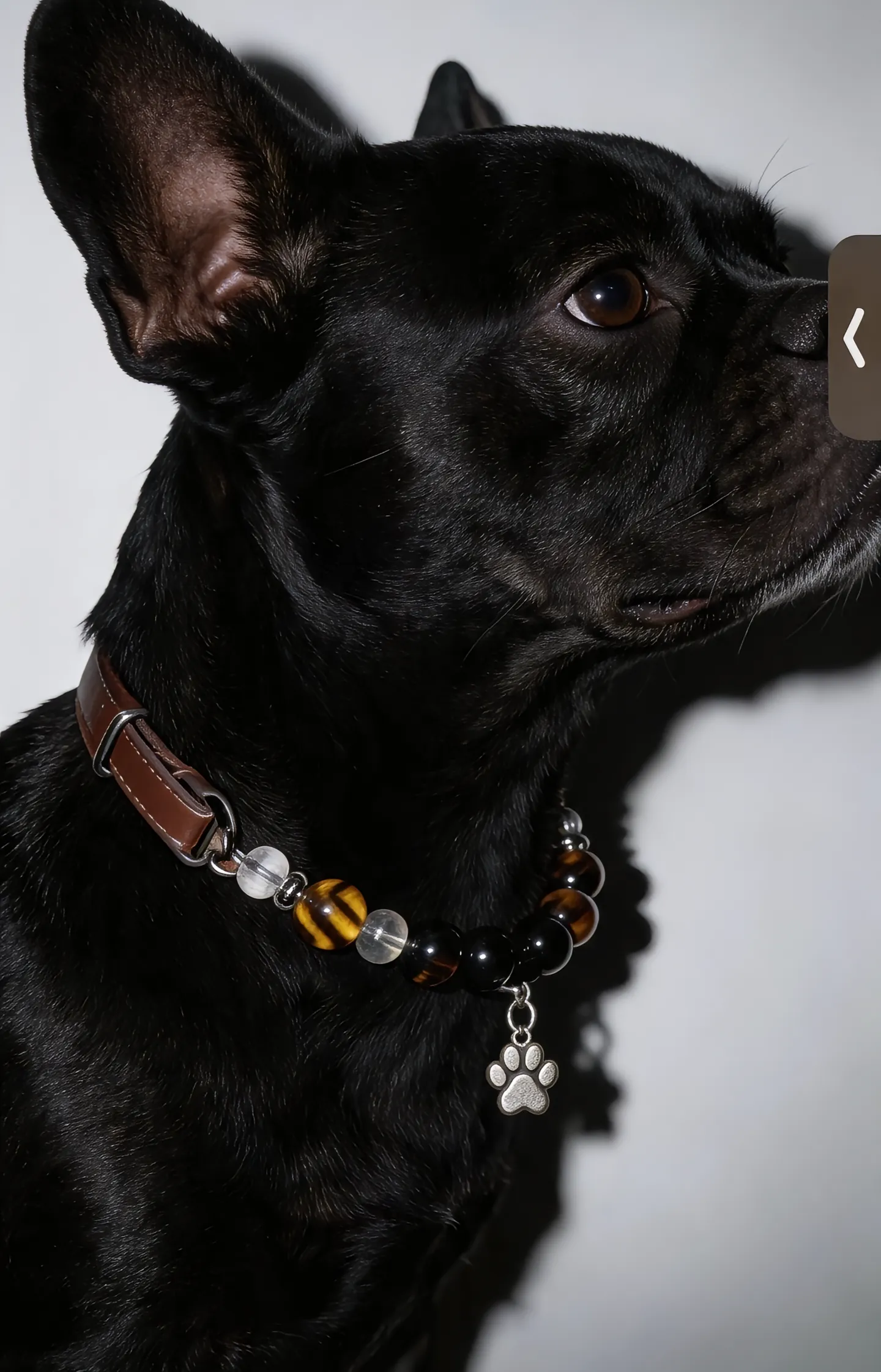 Tiger Eye Scout Collar II