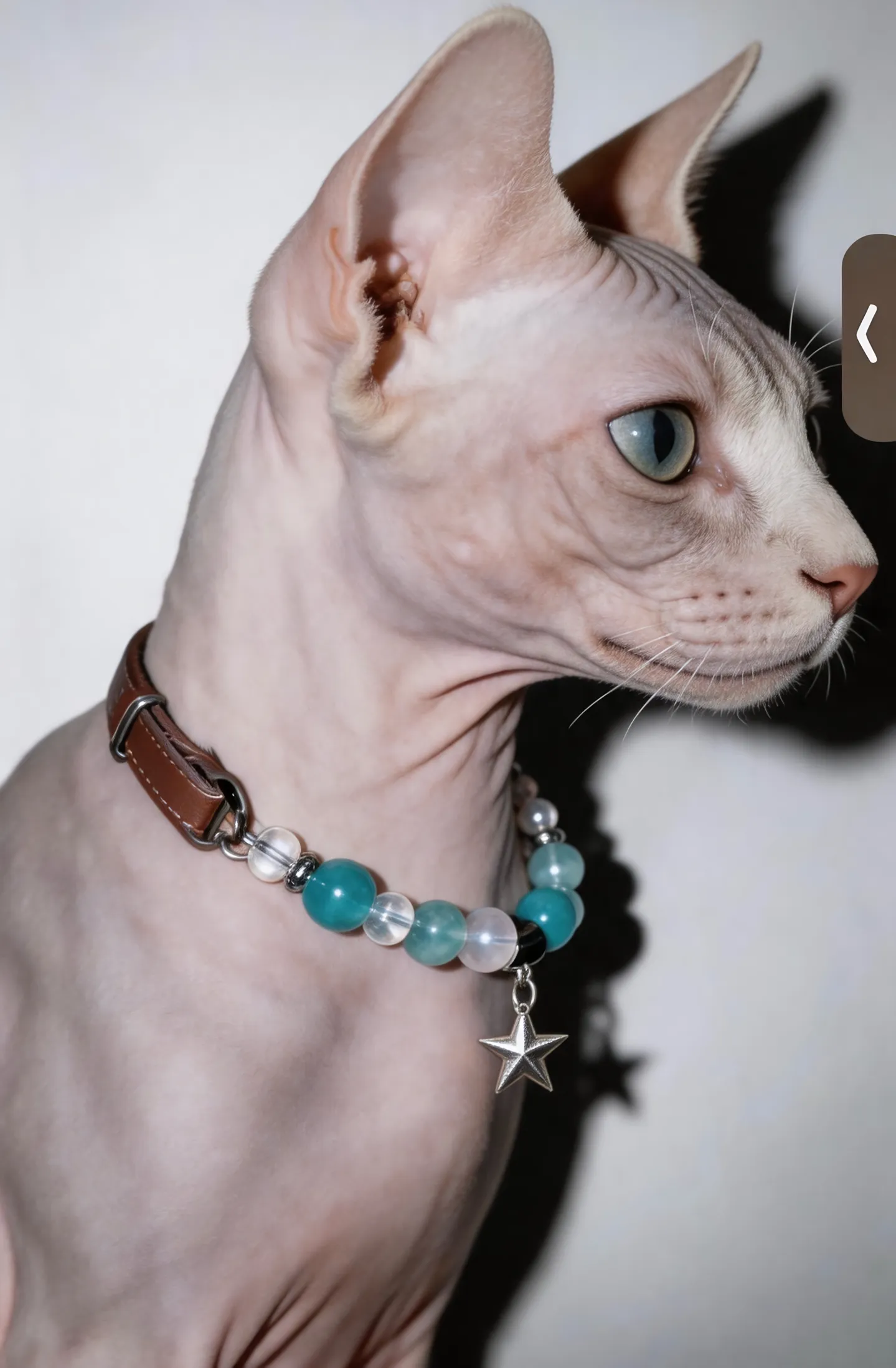 Blue Lace Companion Collar II