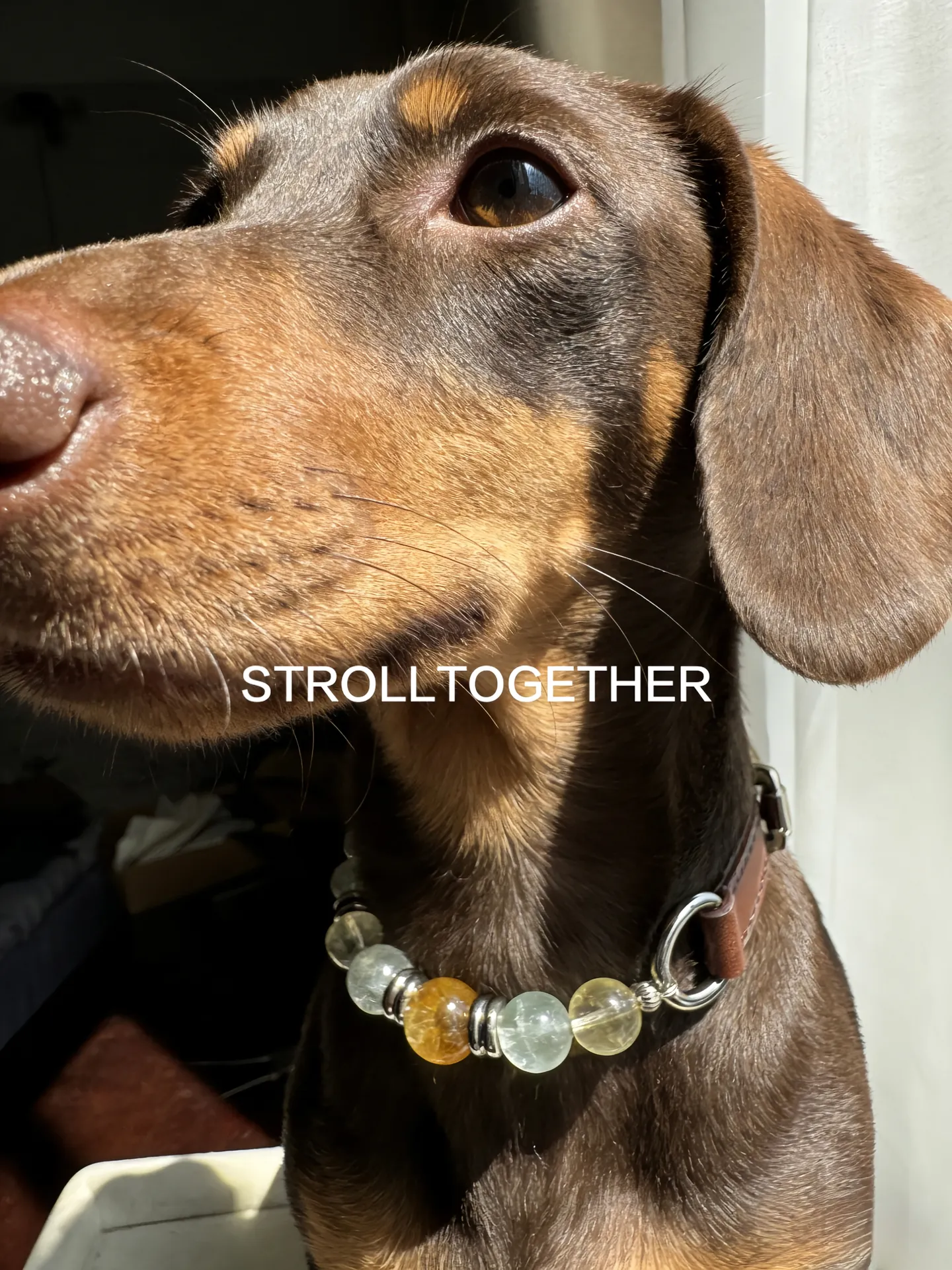 Amethyst Velvet Collar III